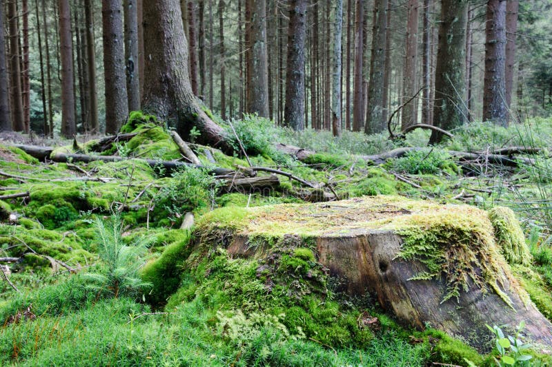 Large tree stump in summer forest