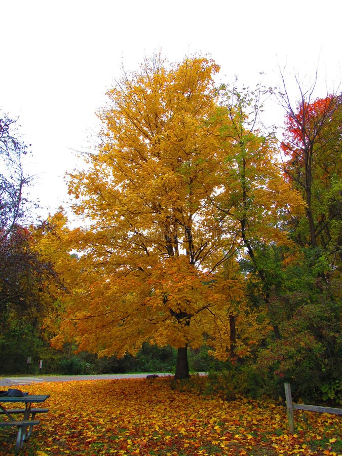 Large Tree with Yellow Leaves in Fall by a road. In eagle creek park in Indianapolis, Indiana. The tree is located at the beginning of a trail. Fall. Autumn stock images Large Tree with Yellow Leaves in Fall by a road. In eagle creek park in Indianapolis, Indiana. The tree is located at the beginning of a trail. Fall. Autumn stock images