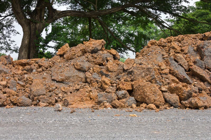 Large trees close to the soil of the old asphalt.