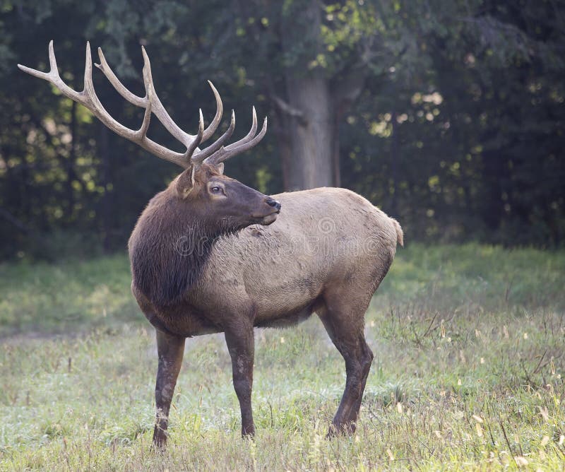 Bull elk in rut