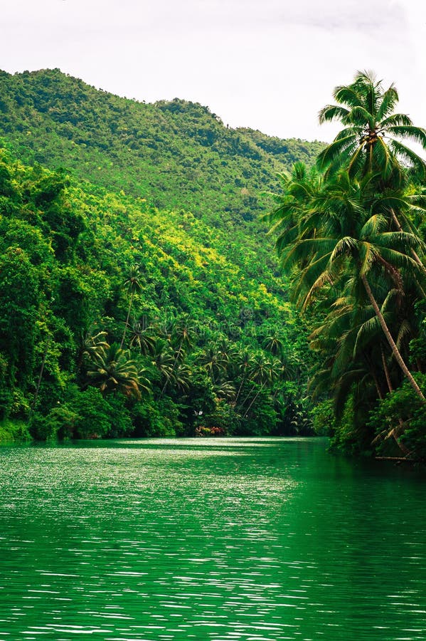 Large Tropical River with Green Water Stock Photo Image of tropical