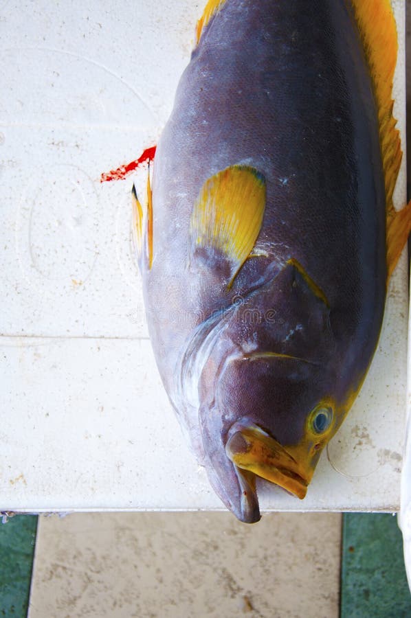 Large Tuna Fish stock image. Image of exotic, container 52351261