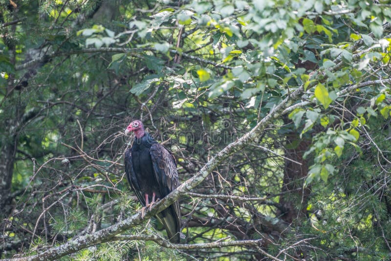 Turkey vulture in a tree closeup