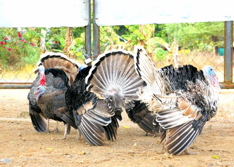 Large Turkeys Show Their Beautiful Tails Stock Photo Image of male