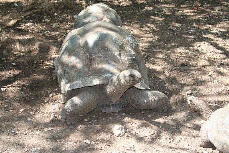 Big turtle crawling in the aviary royalty free stock images