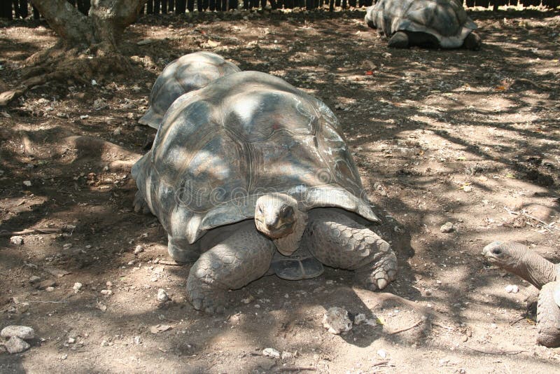 Big turtle crawling in the aviary stock image