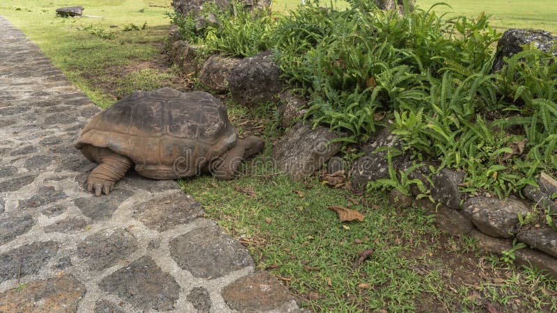 A large turtle on a paved footpath. Side view. royalty free stock images