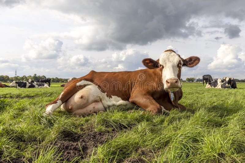 Cow udder lying down relaxed and looking at the camera, in a green field in the Netherlands, red and white mottled and a blue sky