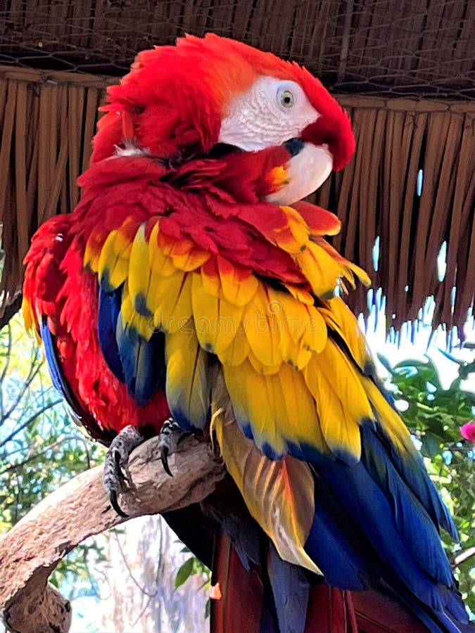 Scarlet Macaw Parrot at the Phoenix Zoo, Phoenix, Arizona, United States  Stock Photo - Image of eating, feather: 150344166