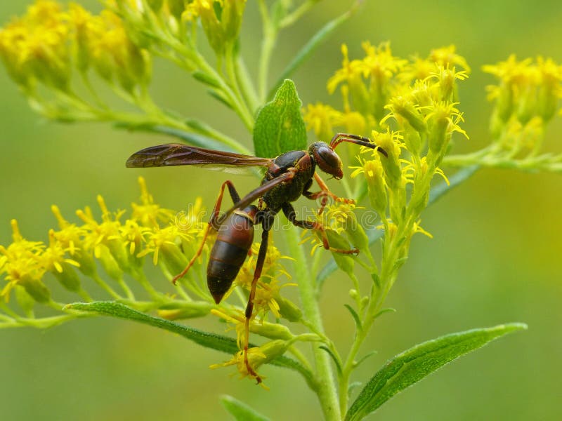 Large Wasp on Goldenrod stock photo. Image of large 220555724