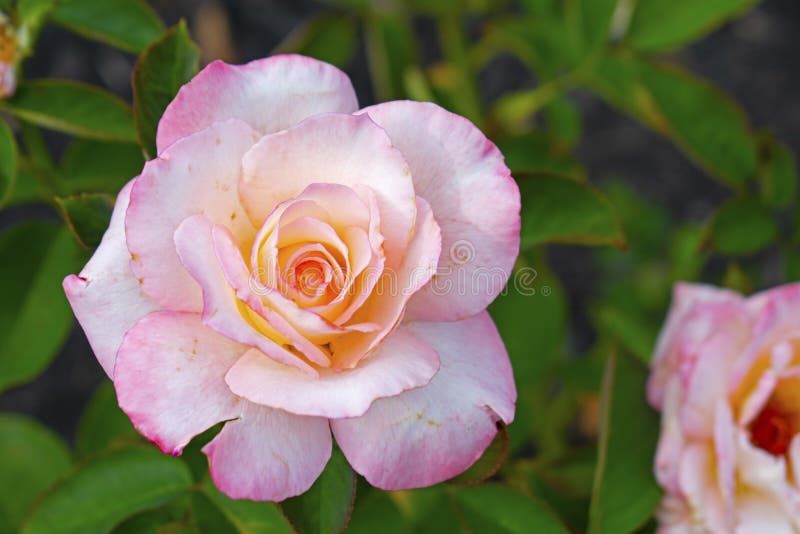 Large, Weathered, Pink Rose -04 Stock Photo - Image of petals, leaves ...