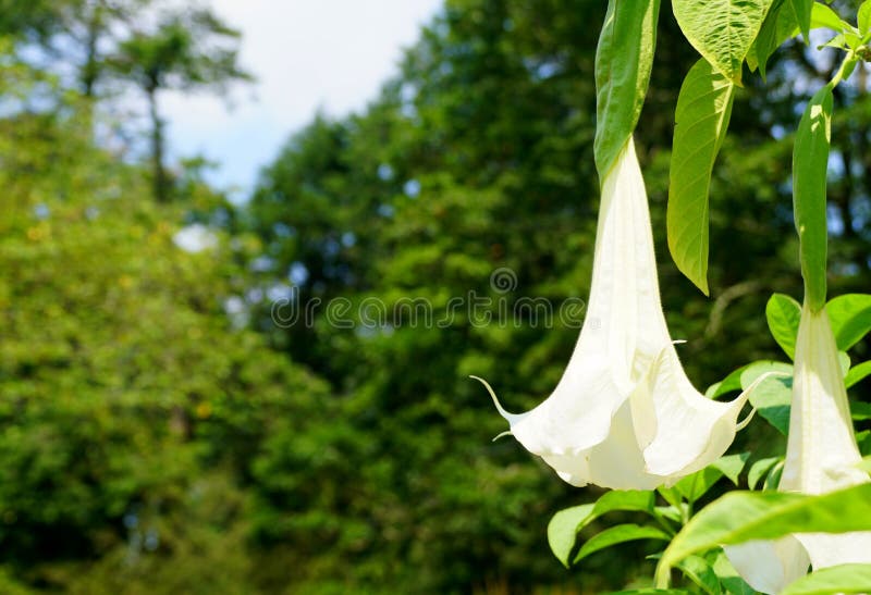 A Large White Angel Trumpet Flower at Full Bloom Stock Image Image of