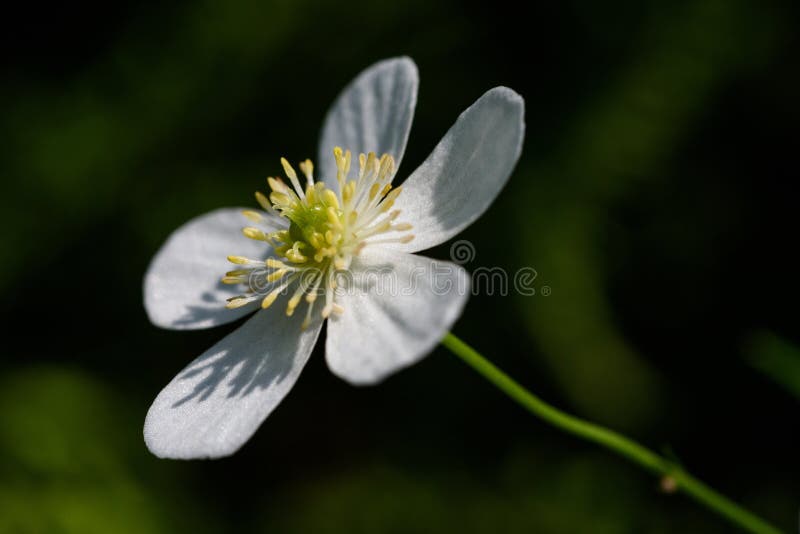 Large white buttercup royalty free stock photo
