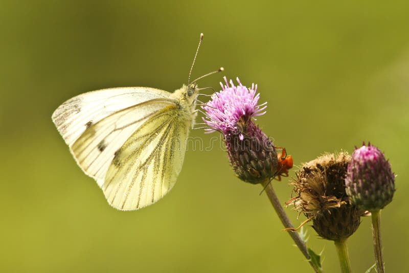Large White Butterfly stock photo. Image of butterfly 22934892