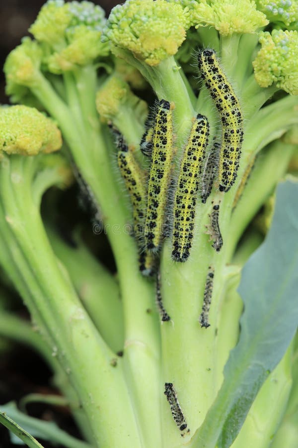 White Butterfly Caterpillars Stock Photo Image of nature, leaves