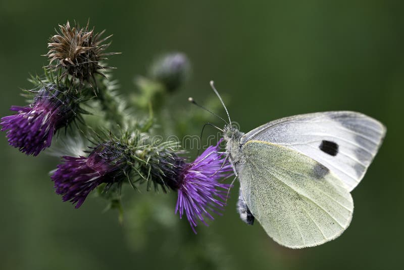 Large White Butterfly stock image