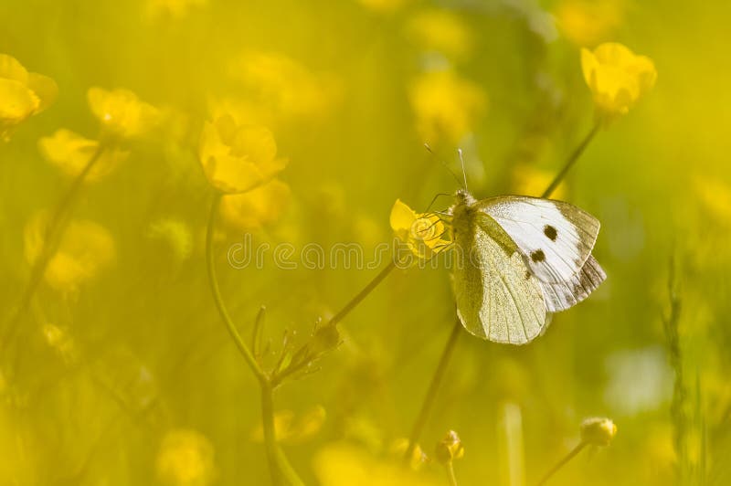 Large white butterfly on yellow flower