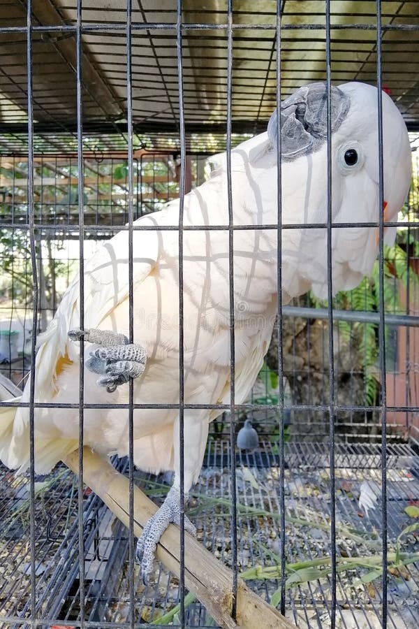 A Large White Cockatoo in a Cage. Stock Photo Image of wing, mammal