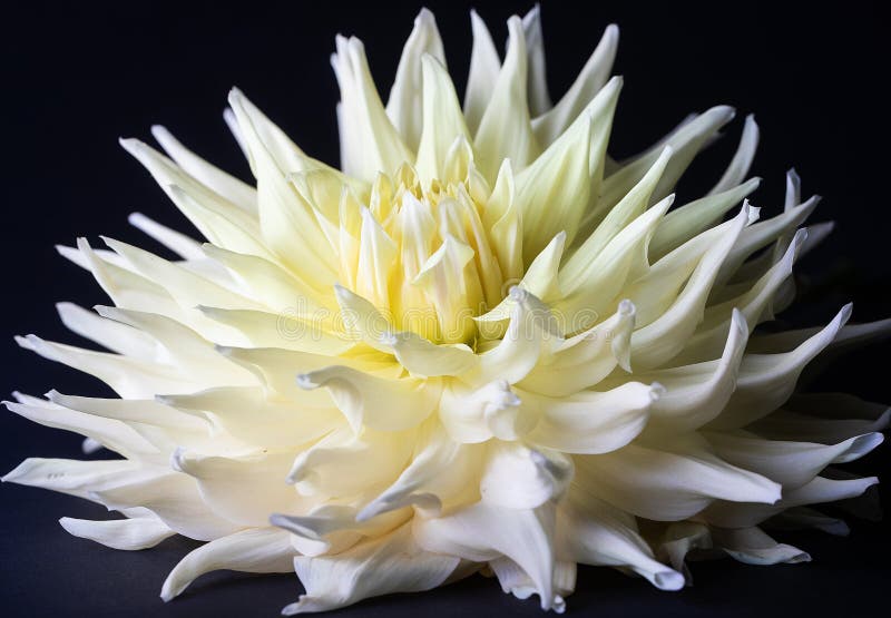 Large white dahlia flower stock photo. Image of isolated 123190504