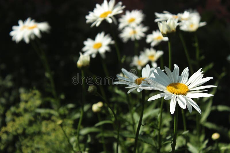 Large White Daisy Growing in the Flowerbed in the Garden on a Da Stock