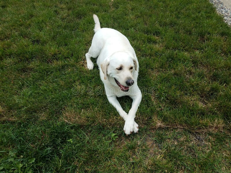 Large White Dog with Paws Crossed on Green Grass Stock Image - Image of ...