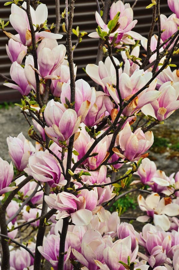 Large White Flower of the Magnolia Tree Stock Photo - Image of flower ...