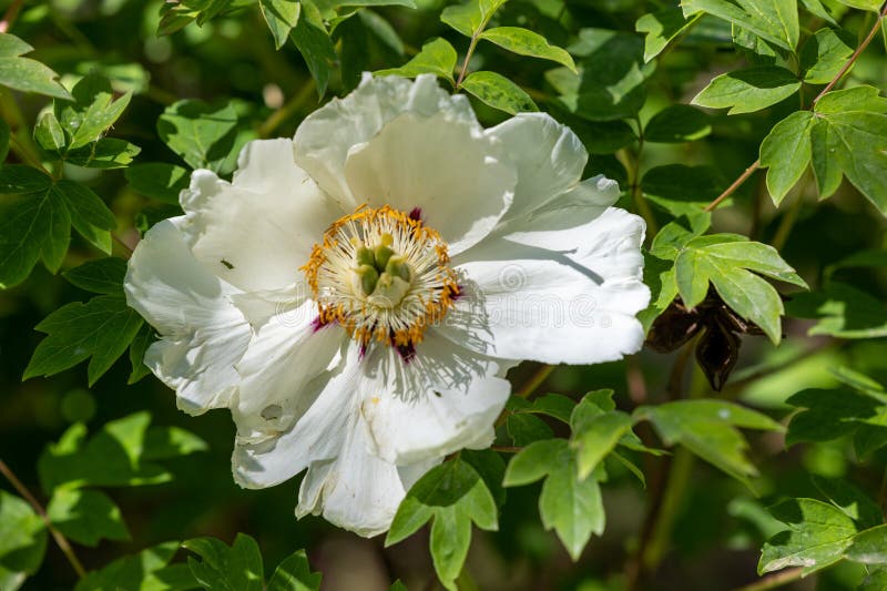 Large White Flower with a Yellow