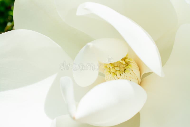 large, white and fragrant flowers of the Magnolia grandiflora, a striking evergreen tree with large, dark green leaves