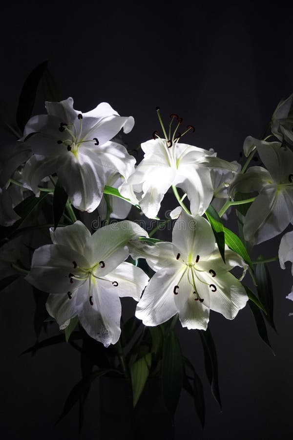 Large White Lilies. Bouquet. Lighting. Petals. Flowers. Stamens Stock ...