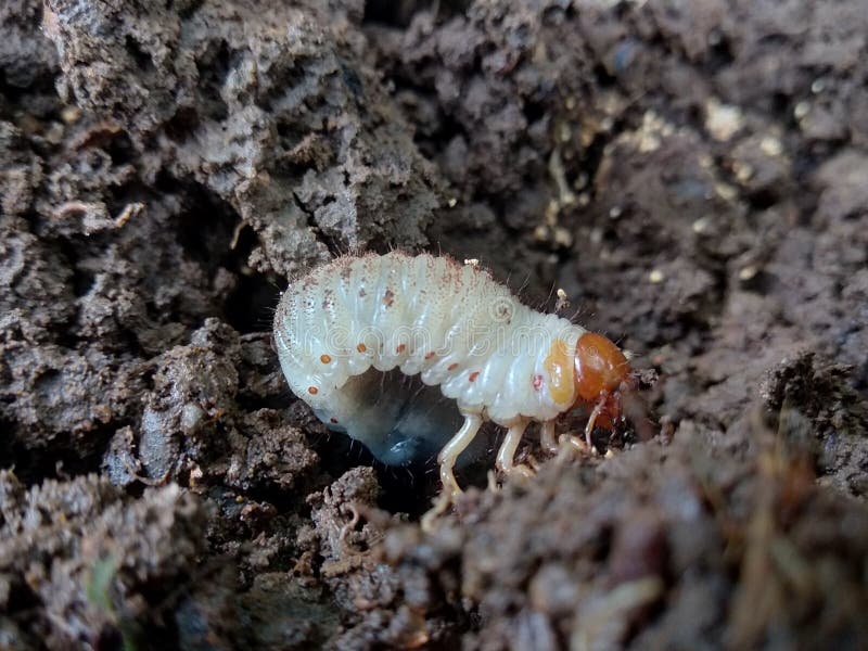 Large White Maggots that Have a Nest Under the Ground. His Scientific Name  is Amphimallon Majale Stock Image - Image of maggots, ground: 239248515