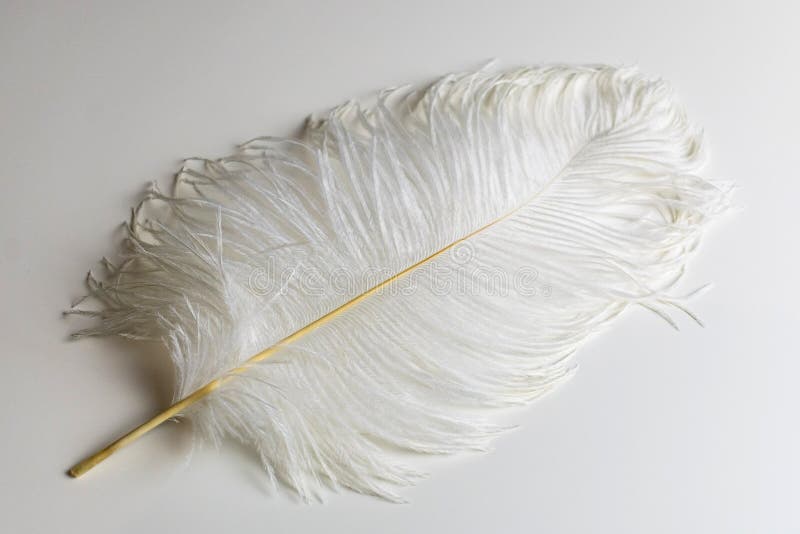 Large white ostrich feather on a white background.