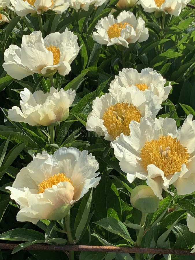Large White Peonies with a Yellow Center on a Blurred Background Stock