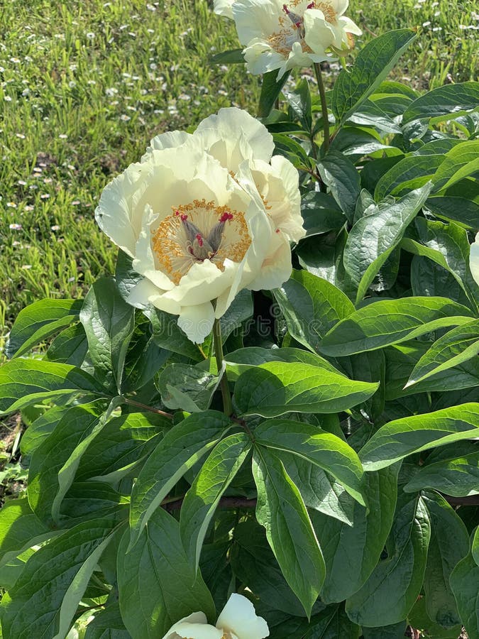 Large White Peonies with a Yellow Center on a Blurred Background Stock
