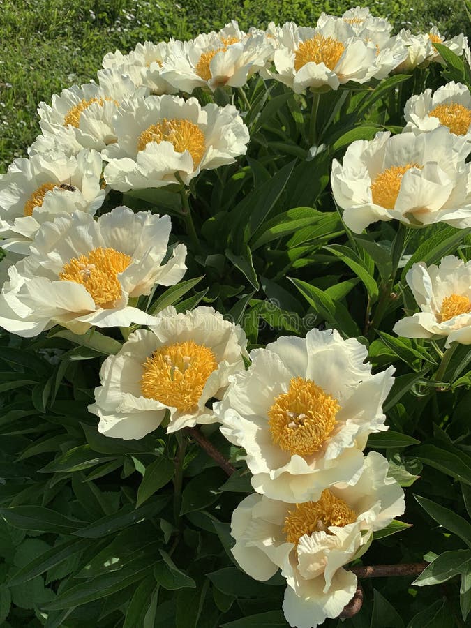 Large White Peonies with a Yellow Center on a Blurred Background Stock Photo Image of garden