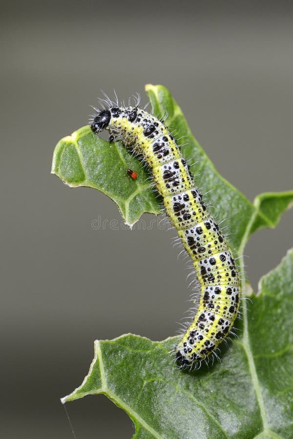 Large White butterfly larva eating horseradish stock photos