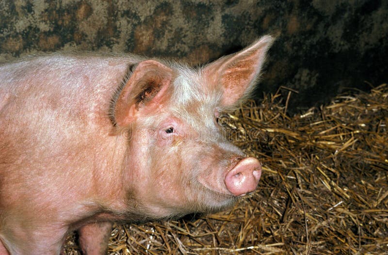 Large White Pig, Adult stock photo. Image of agriculture 195047264