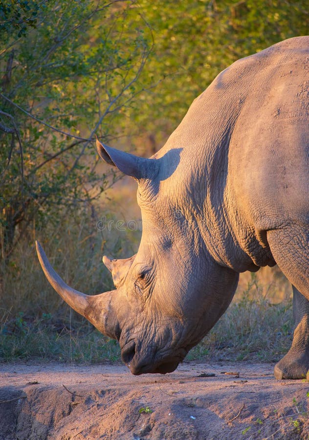Large white rhinoceros royalty free stock photo