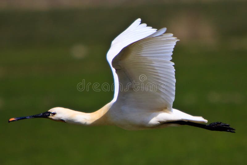 Large white spoonbill bird flying royalty free stock image
