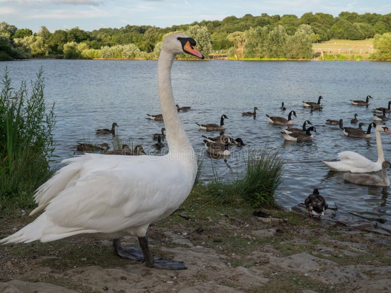 Large white swan standing beside a lake with geese and wildlife in th4e water royalty free stock photos Large white swan standing beside a lake with geese and wildlife in th4e water royalty free stock photos