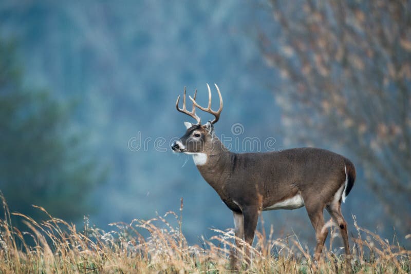 Large white-tailed deer with fall colors