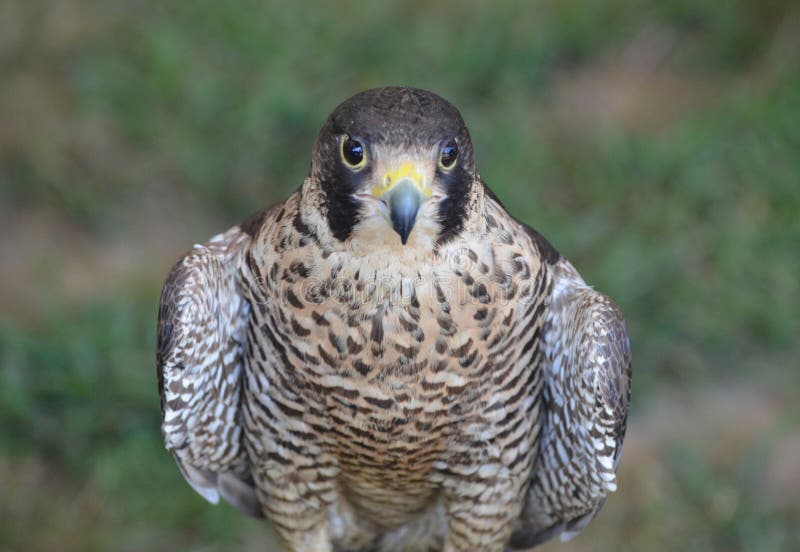 Large wild falcon with brown, black and white feathers stock image Large wild falcon with brown, black and white feathers stock image