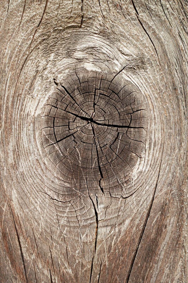 Large Wood Knot stock image. Image of large, background 251737275