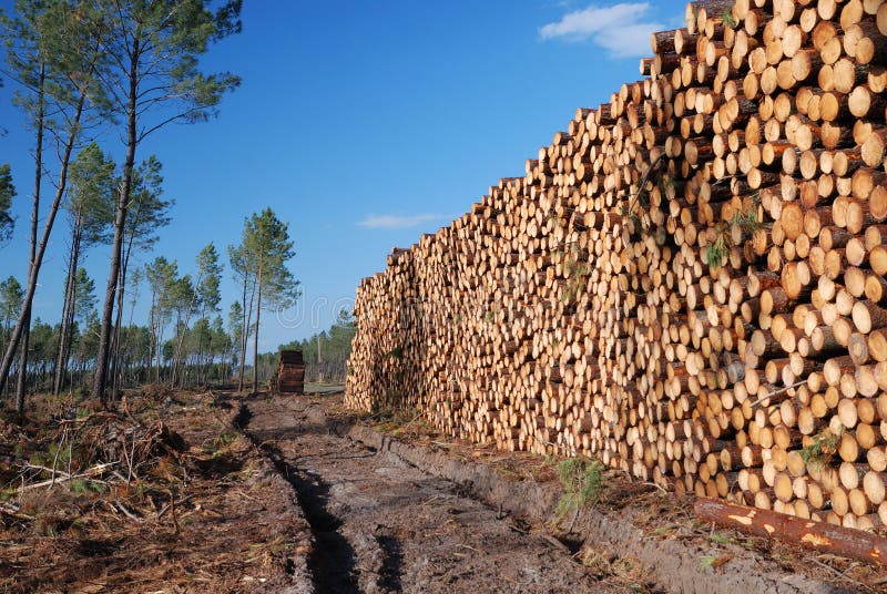 Large woodstack and thin forest