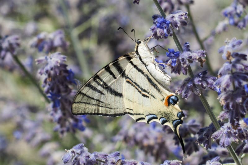 Large yellow, black, blue, and orange butterfly feeding from purple flowers