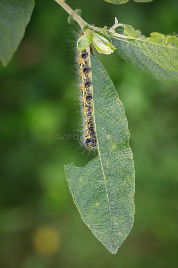 A Large Yellow and Black Insect Caterpillar Eats the Green Leaves of a Shrub Stock Image Image