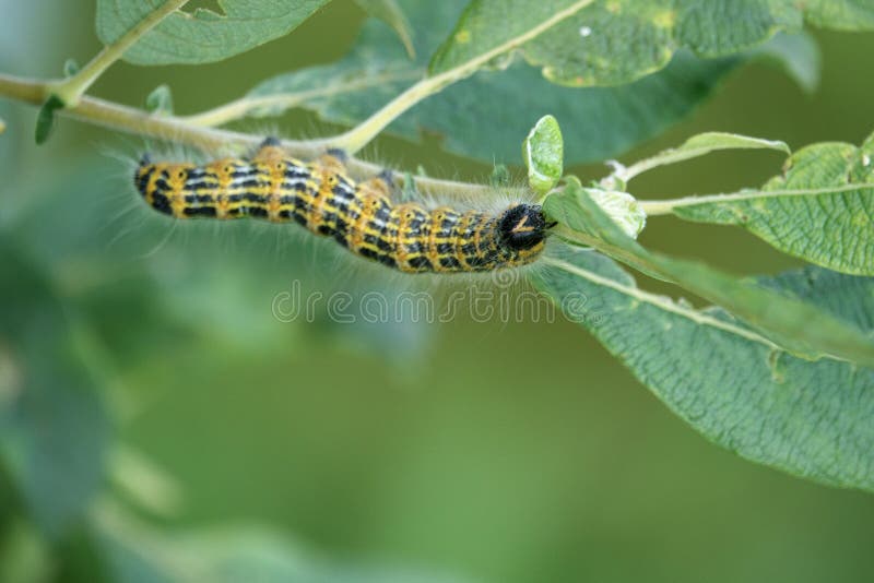 Large Yellow and Black Insect Caterpillar Eats the Green Leaves of a Shrub Stock Image Image