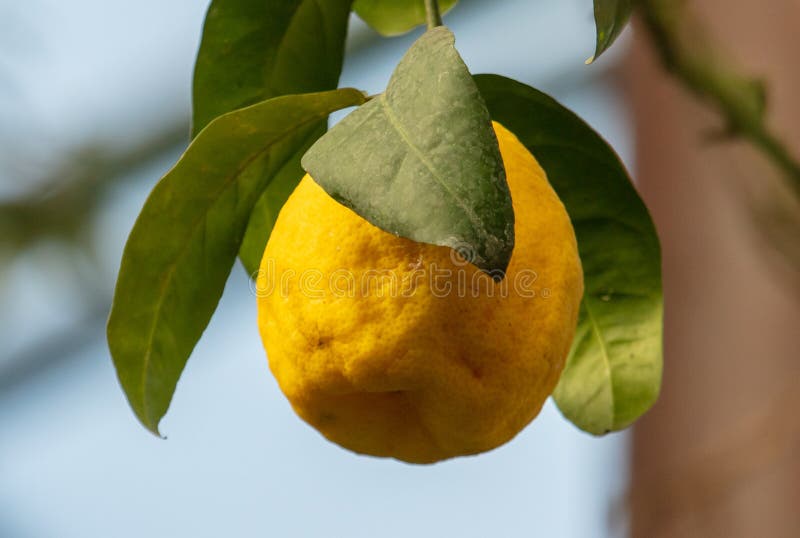 Large Yellow Citrus Fruit on a Tree. Stock Photo Image of plant