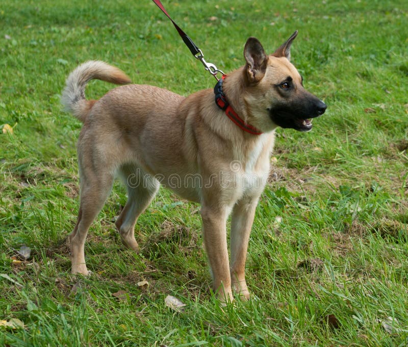 Large Yellow Dog in Red Collar Yawns Stock Image Image of yellow