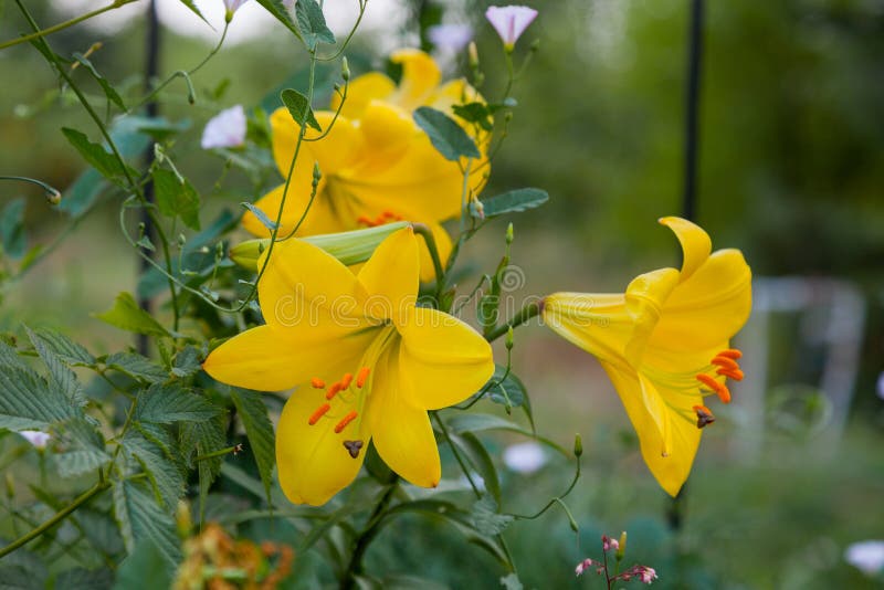 Large Yellow Lilies Grow in the Garden Stock Photo Image of botanical