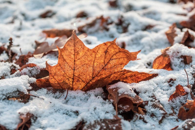 Yellow maple leaf on snow stock photo. Image of closeup - 130388700